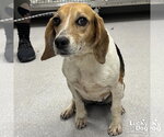 Small #3 Beagle Mix