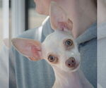 Small #3 Chihuahua