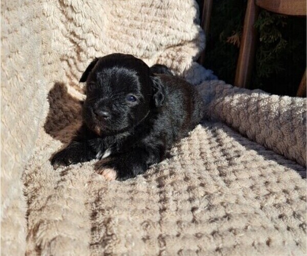 Medium Photo #17 ShihPoo Puppy For Sale in CLARE, MI, USA