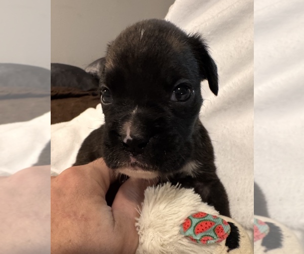 Medium Photo #2 Boxer Puppy For Sale in LANSING, MI, USA