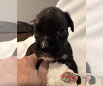 Small #1 Boxer