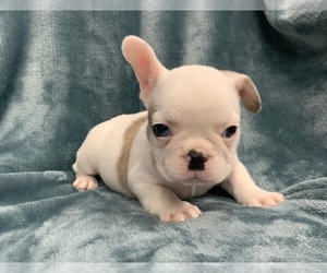 French Bulldog Puppy for sale in JOHNS ISLAND, SC, USA