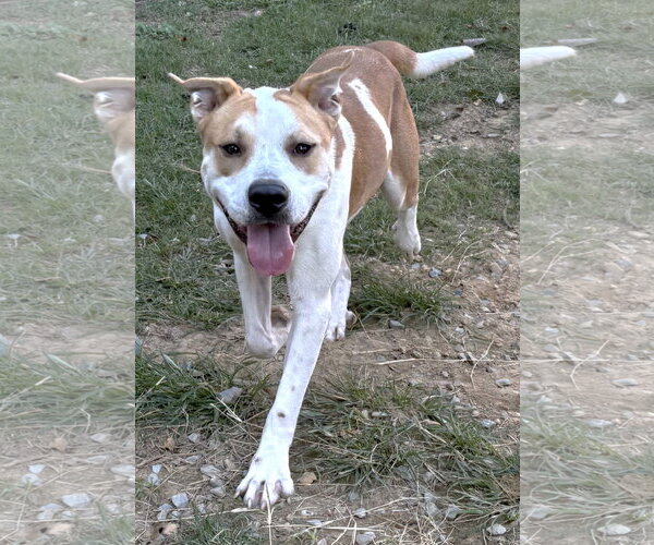 Medium Photo #1 Bulldog-Unknown Mix Puppy For Sale in Wetumpka, AL, USA