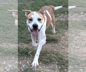 Bulldog-Unknown Mix Dogs for adoption in Wetumpka, AL, USA