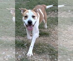 261524  Dudley - Male Bulldog-Unknown Mix Dog for Adoption - Small photo