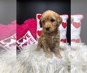 Goldendoodle Puppy for sale in CRESTON, OH, USA