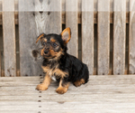 Small #3 Yorkshire Terrier