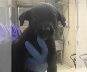 Labrador Retriever-Unknown Mix Dogs for adoption in Conroe, TX, USA