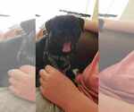 Small Photo #4 Pug Puppy For Sale in LYNDON CENTER, VT, USA