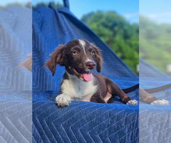 Medium Photo #4 Australian Shepherd-Chihuahua Mix Puppy For Sale in Wakefield, RI, USA