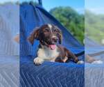 Small #3 Australian Shepherd-Chihuahua Mix