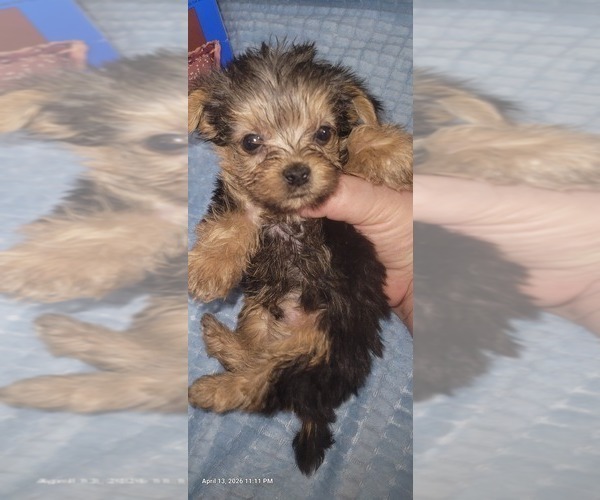 Medium Photo #8 Yorkshire Terrier Puppy For Sale in AKRON, OH, USA