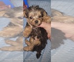 Small Photo #313 Yorkshire Terrier Puppy For Sale in AKRON, OH, USA
