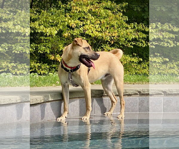 Medium Photo #2 Black Mouth Cur-Pug Mix Puppy For Sale in Dumont, NJ, USA