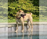 Small #1 Black Mouth Cur-Pug Mix