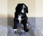Small Photo #6 Bernedoodle Puppy For Sale in CANTON, MI, USA