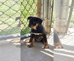 Small #1 Labrador Retriever Mix
