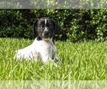 Small Photo #10 German Shorthaired Pointer Puppy For Sale in MESQUITE, TX, USA