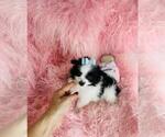 Puppy Puppy 4 Pomeranian