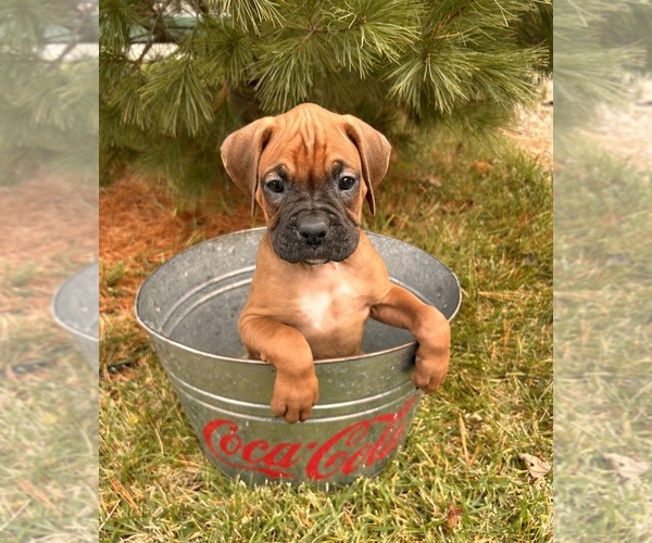 Medium Photo #2 Boxer Puppy For Sale in MIDDLEBURY, IN, USA