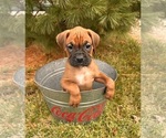 Small #1 Boxer