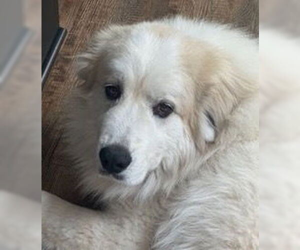 Medium Photo #4 Great Pyrenees Puppy For Sale in Brooklyn Center, MN, USA