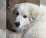 Small #3 Great Pyrenees