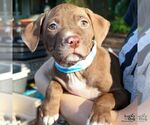 Small #10 Labrador Retriever-Retriever  Mix