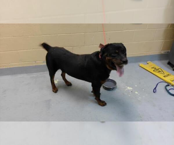Medium Photo #1 Rottweiler Puppy For Sale in Tulsa, OK, USA