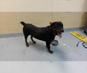 Rottweiler Dogs for adoption in Tulsa, OK, USA