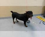 Small Rottweiler