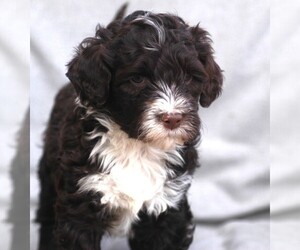 Portuguese Water Dog Puppy for Sale in COLUMBUS, Ohio USA