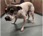 Small American Pit Bull Terrier
