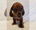 Small #2 Dachshund