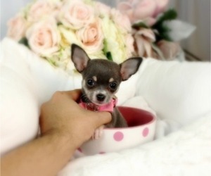 Chihuahua Puppy for sale in MIAMI, FL, USA