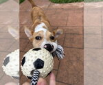 Small #8 Jack Russell Terrier Mix