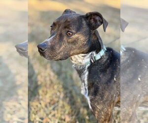 Mary Ellen - Female Mountain Cur-Unknown Mix Dog for Adoption - Photo #8
