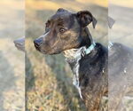 Small Photo #8 Mountain Cur-Unknown Mix Puppy For Sale in Attalka, AL, USA