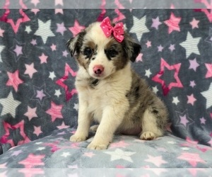 Australian Shepherd Puppy for sale in LAKELAND, FL, USA