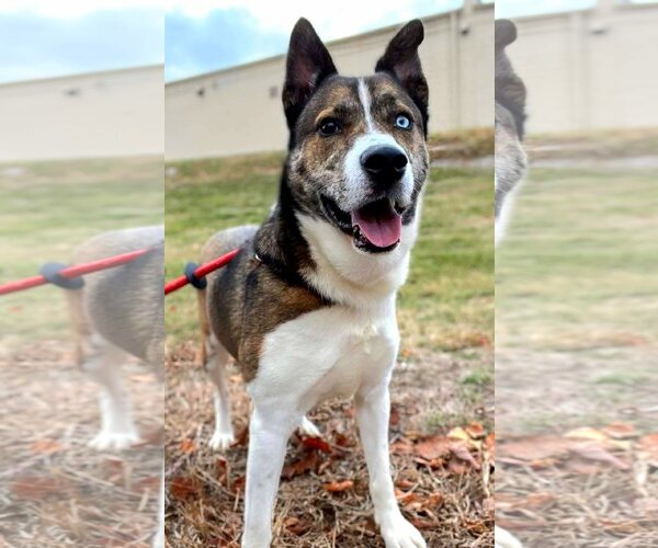 Medium Photo #3 Akita-Huskies  Mix Puppy For Sale in Kansas City, MO, USA