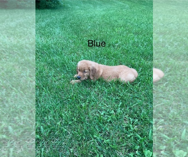 Medium Photo #6 Golden Retriever Puppy For Sale in COON VALLEY, WI, USA