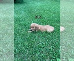 Small #5 Golden Retriever