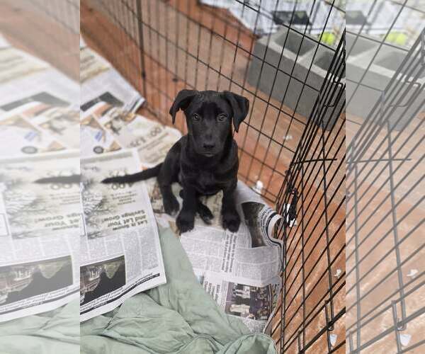 Medium Photo #1 Labrador Retriever-Unknown Mix Puppy For Sale in SHERBURNE, NY, USA