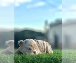 Small #2 English Bulldog