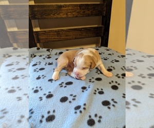 Miniature Australian Shepherd Puppy for sale in COOKEVLE, TN, USA