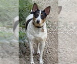 Small Rat Terrier
