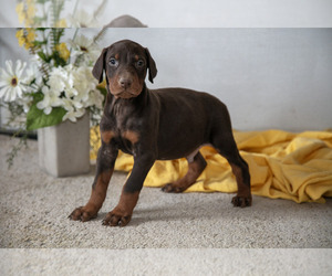 Medium Doberman Pinscher