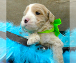 Small Photo #2 Goldendoodle Puppy For Sale in ROY, UT, USA