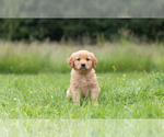 Small Photo #3 Golden Retriever Puppy For Sale in POWERS, OR, USA