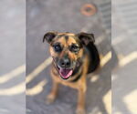 Small #6 Beagle Mix